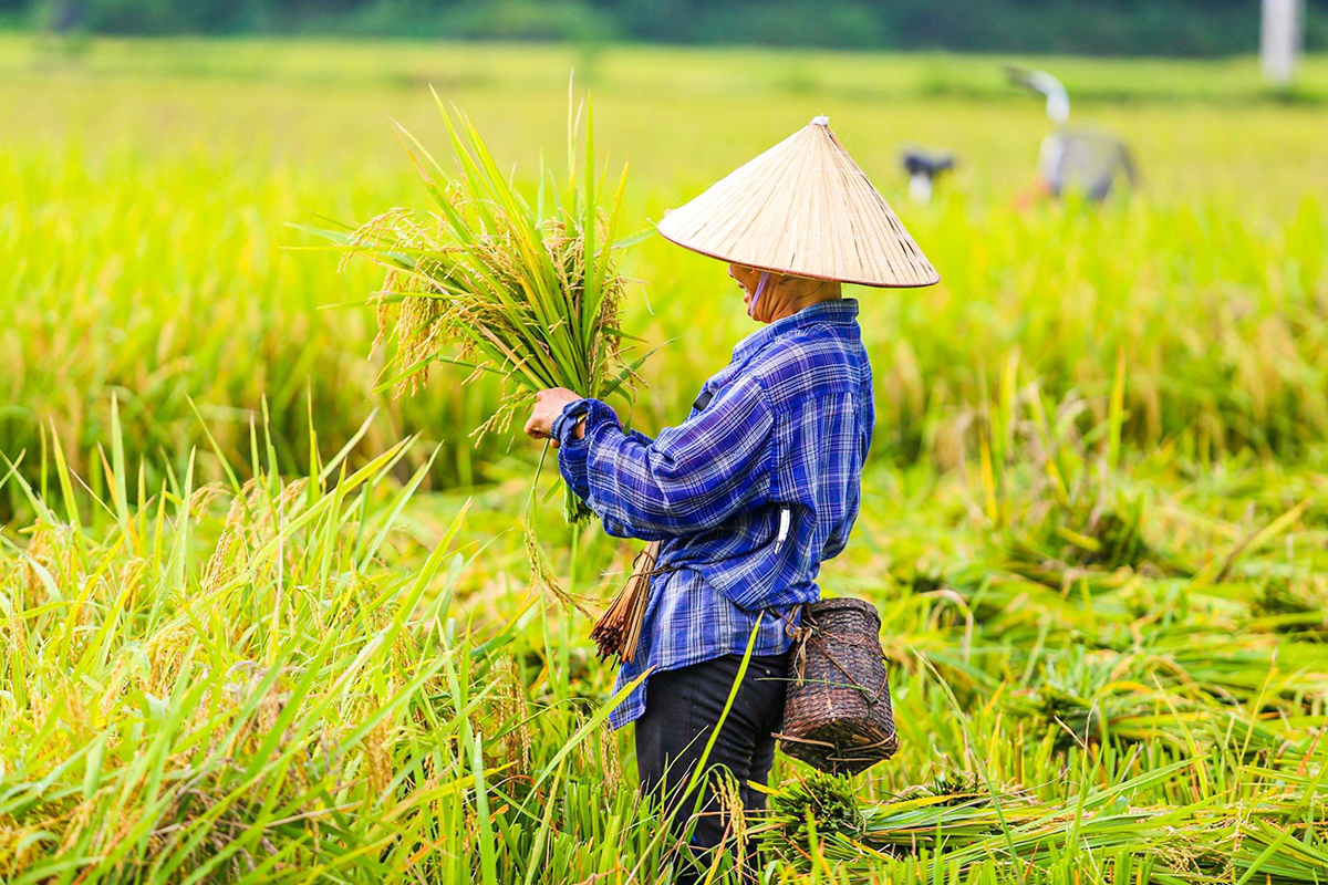 TOUR DU LỊCH PÙ LUÔNG 1 NGÀY