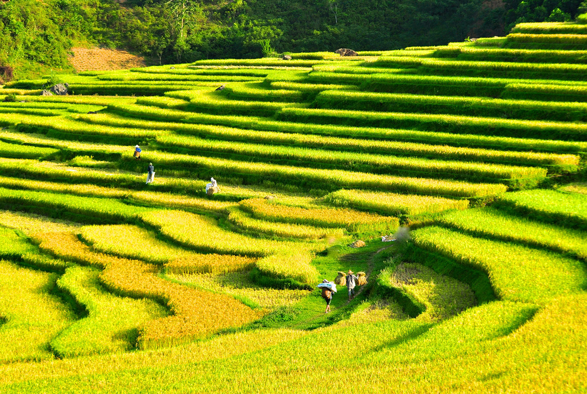 TOUR DU LỊCH PÙ LUÔNG 2 NGÀY 1 ĐÊM